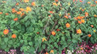 How to grow Tithonia Variety Torch Mexican sunflower [upl. by Gilba]