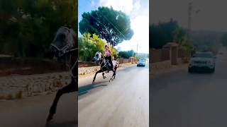 horse and car race  horse riding shorts horse youtubeshorts horseriding youtube [upl. by Gasper]