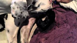 Great Dane Puppy being born [upl. by Yaniv]