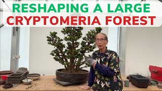 Reshaping a Large Cryptomeria Forest [upl. by Nnairrehs378]