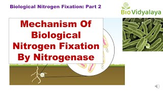 Biological Nitrogen Fixation Part 2  Mechanism of Nitrogen Fixation by Nitrogenase  CSIR NET [upl. by Fran399]