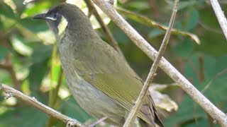 The sound of Lewins Honeyeater [upl. by Messab792]