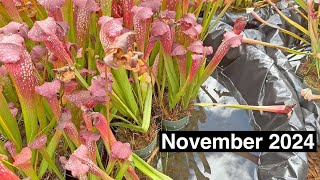 Carnivorous Plant Care for November 2024 [upl. by Thorn]