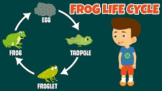 The Life Cycle of a Frog  Frog Life Cycle  Video for Kids [upl. by Ahsiekahs]