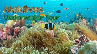 Snorkeling in Maldives  Underwater tour [upl. by Kowatch]