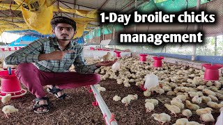 1 st day broiler chicks🐥 [upl. by Charmane]