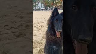 Belgian shepherd Groenendael [upl. by Ativahs]