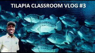 TILAPIA CLASSROOM VLOG 3  SOURCING STARTER STOCK AND SPACING [upl. by Steen444]