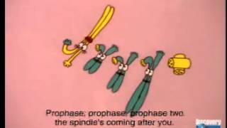 The Meiosis Dance  A Level Biology  Unit 5 [upl. by Nee]