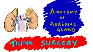 Quick review of anatomy of adrenal gland [upl. by Oriel]