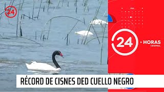 Récord de cisnes de cuello negro en reserva laguna Torca  24 Horas TVN Chile [upl. by Williams811]