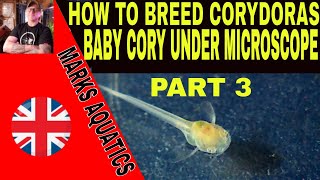 HOW TO BREED CORYDORAS CATFISH PART 3 MICRO WORLD [upl. by Mahgirb]