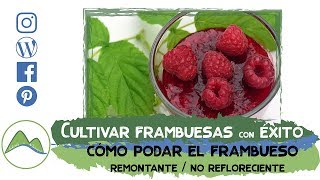 Guía para cultivar y podar frambuesos con éxito para conseguir frambuesas grandes y sabrosas LdN [upl. by Alesandrini]