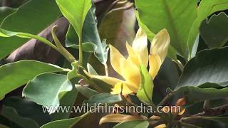 Sampige Magnolia champaca or Joy Perfume Tree  A medicinal tree [upl. by Gardy]