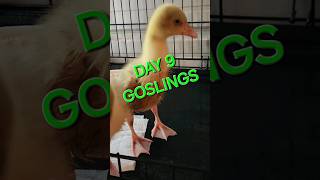 GOSLINGS DAY 9 [upl. by Ute]