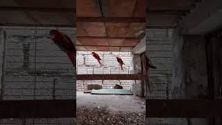 Cage Life Rosella Parrots Hanging Outbirds parrot cute birdslover funny viralshorts2024 [upl. by Evers163]