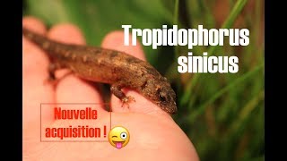 NOUVELLE ESPÈCE DE REPTILE  Tropidophorus sinicus [upl. by Durrell]