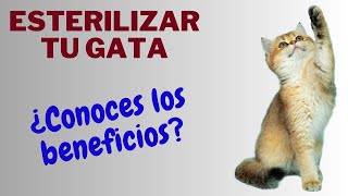 ✅ESTERILIZAR UNA GATA Beneficios proceso y cuidados posterioresLO ÚLTIMO TIENES QUE SABERLO🐱 [upl. by Ahrat]