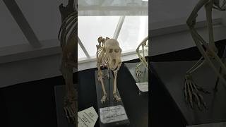 crab eat macaque amazing museum collection adventurouzann shorts [upl. by Auqined740]