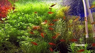 40 ember tetra Hyphessobrycon amandae in densely planted aquascape [upl. by Anilehcim]