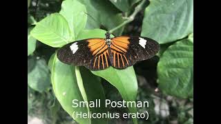 Heliconians Longwing Butterflies Identify butterflies from the Heliconius genus UPDATED [upl. by Laon]