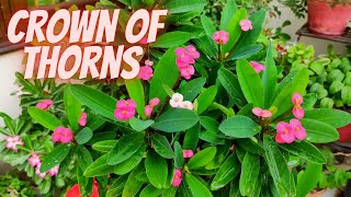 Common Problems With Crown of Thorns  Crown Of Thorns Plant Care  Euphorbia Milii [upl. by Lucilia]