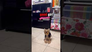 Watch My Puppy Learn Sit Speak amp More 🐶 shorts [upl. by Baggott]