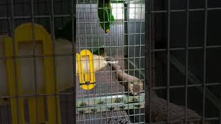 Peach Fronted Conure morning vibes halfmoonconureconure birds aviary aviculture palakkad [upl. by Bollay564]