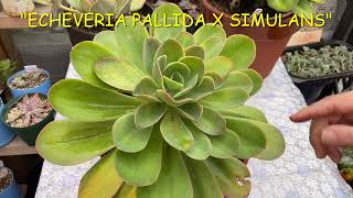 117 ECHEVERIA PALLIDA Y SUS HIBRIDOS CRUCES [upl. by Yeliw935]