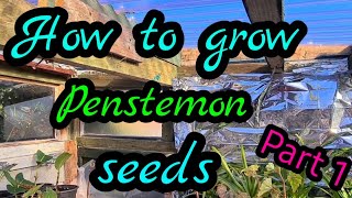 How to grow penstemon from seed part 1 Guaranteed results every time [upl. by Blodget482]