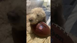 Mr Darcy trying to be trendy part 7 viralvideo youtube shorts lol fyp dog cute puppy aww [upl. by Hannaj]