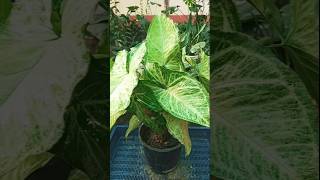 Syngonium plant propagation with zero cost trending propagation shorts [upl. by Haleeuqa946]