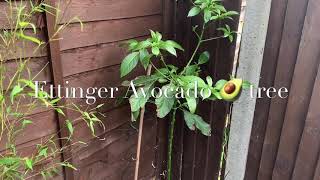 Ettinger Avocado 🥑 tree [upl. by Elliott]