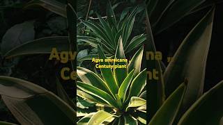 Agave amreicana Century plant plants naturelovers priya singh gardinng [upl. by Yddet]