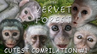 Cute Baby Monkeys  Vervet Forest  Cutest Compilation 1 [upl. by Scot]