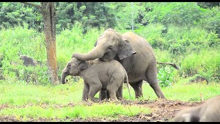 The big elephant attacked the baby elephant [upl. by Justin126]