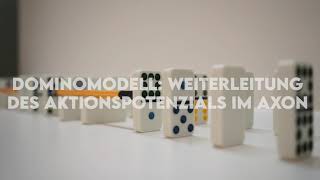 Dominomodell Weiterleitung des Aktionspotentials [upl. by Maggs]