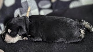 Miniature schnauzer puppies October 21st litter Watch me grow vlog Hello world minitureschnauzer [upl. by Aikehs]