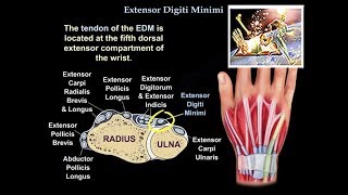 Extensor Digiti Minimi  Everything You Need To Know  Dr Nabil Ebraheim [upl. by Jeanna]