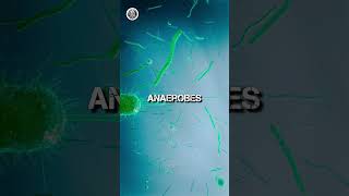 Cyanobacteria And Anaerobes science sciencefacts [upl. by Roper]