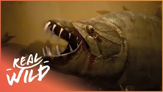 The Truth Behind Africas Piranha  Tigerfish Attack  Real Wild [upl. by Llenyl232]