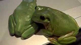 Elvis the green tree frog sings again [upl. by Deutsch34]