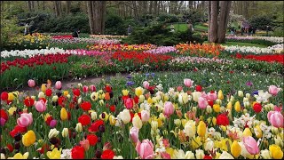 Keukenhof Gardens 2024 [upl. by Nochur672]