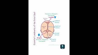 Location of Fontanelle  structure  closeing time [upl. by Anileda]