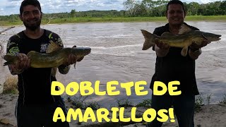 DOBLETE DE BABGRES AMARILLOS PESCA Y LIBERE [upl. by Farrington155]