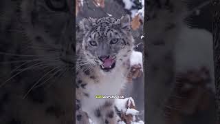 EL LEOPARDO DE LAS NIEVES [upl. by Nawd258]