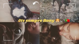 VLOG ESTOU DE LUTOBONY FALECEUCONTO TUDOFIZ CARBONARA🐶🐾😭😭mixukilinha vlog portugal [upl. by Nosyla]