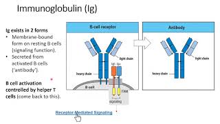 B Cells amp Antibodies Immunology Huw Davies PhD [upl. by Eelana]