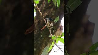 Paradise Flycatcher Nesting Behavior in 4K  Feeding Chicks shorts youtubeshorts shortsvideo [upl. by Bearce]