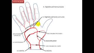 IRRIGACION DE LA MANO GRUPO ATLAS ANATOMIA GERG [upl. by Adna597]